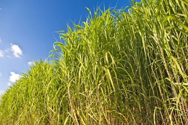 Miscanthus, switchgrass — Stockfoto