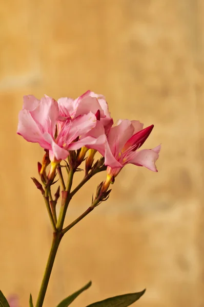 Oleander — Stockfoto