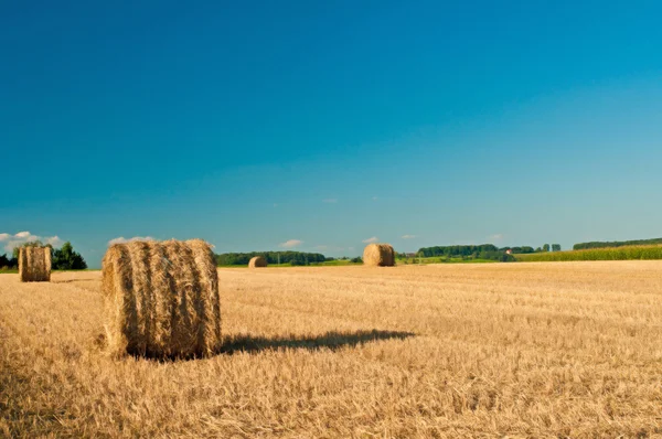 Getreideernte — Fotografia de Stock