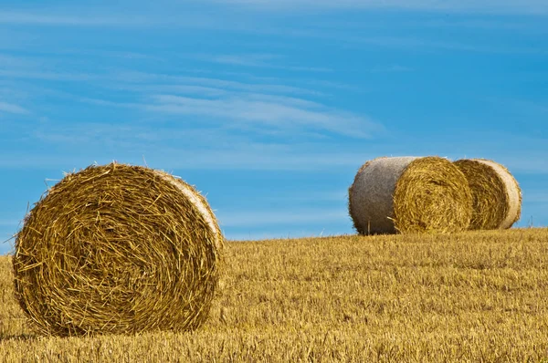 Grain harvest — Stock Photo, Image