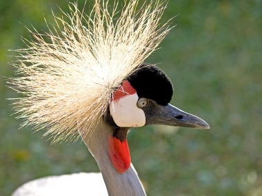 Crane, balearica pavonina