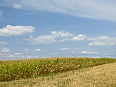 Mısır, zea mays