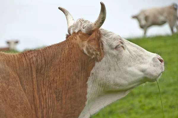 วัว — ภาพถ่ายสต็อก