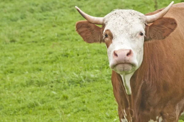 วัว — ภาพถ่ายสต็อก