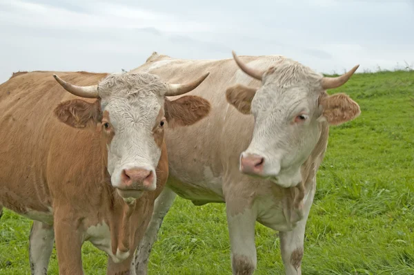 Vaca apaixonada — Fotografia de Stock