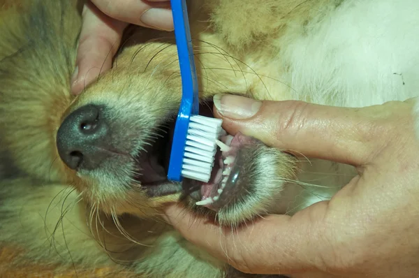 Brushing a dogs teeth — Stock Photo, Image
