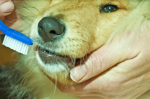 Cepillar los dientes de un perro — Foto de Stock