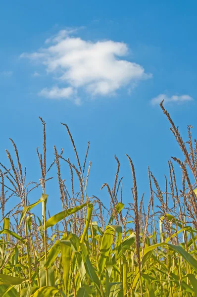 Corn filed in summer — Stock Photo, Image