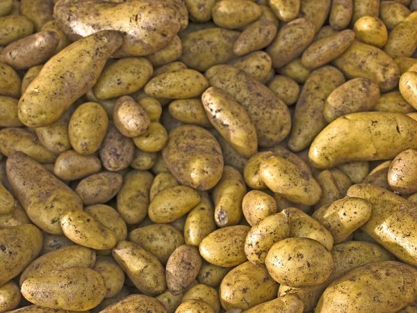 stock image Potato