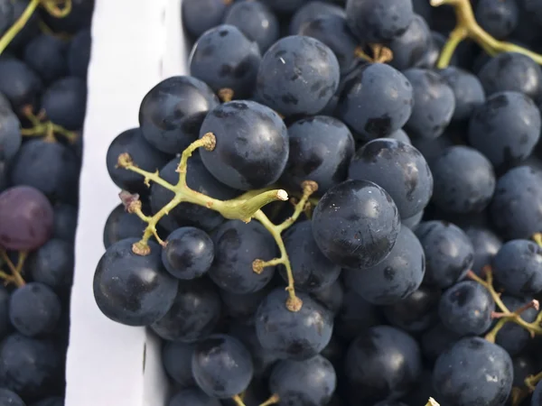 Синяя виноградная лоза — стоковое фото