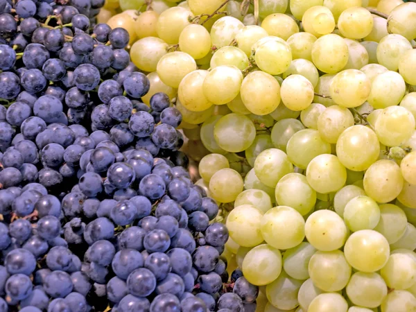 Біла і синя виноградна лоза — стокове фото