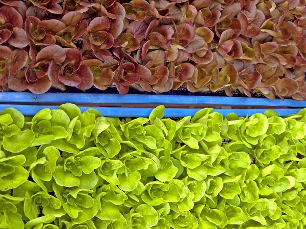 Fidan salatası — Stok fotoğraf