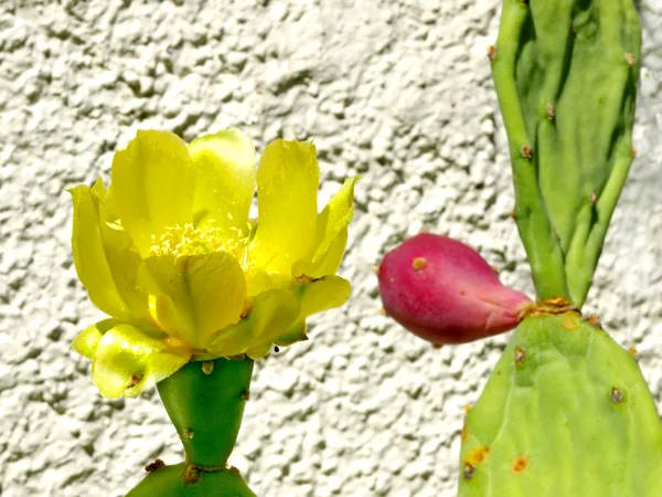 Çiçek açan kaktüs — Stok fotoğraf