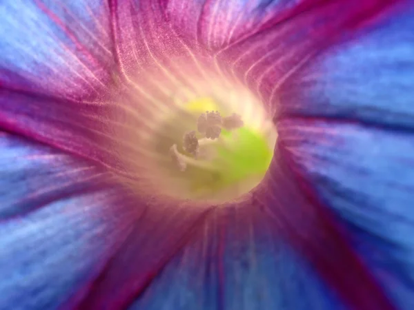 Flower of morning glory — Stock Photo, Image