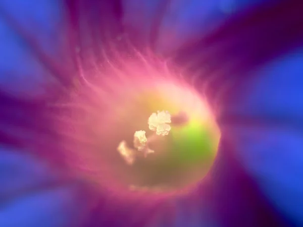 Floarea gloriei dimineţii — Fotografie, imagine de stoc