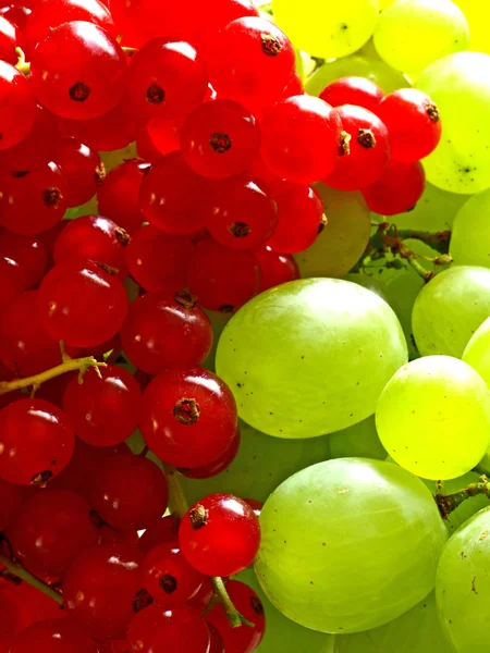 Currant and grapevine — Stock Photo, Image