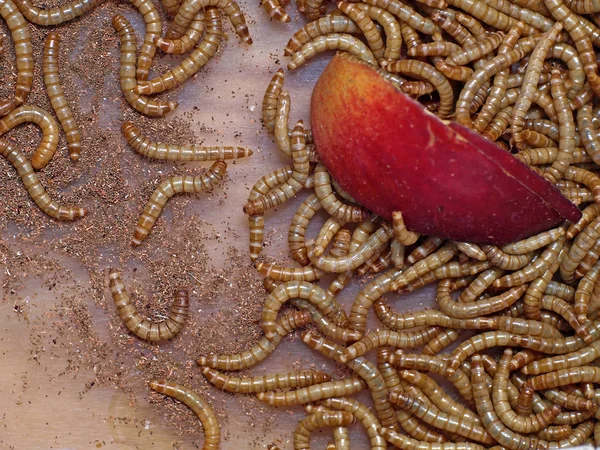 stock image Flour worm