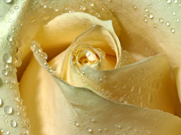 Macro of a rose — Stock Photo, Image
