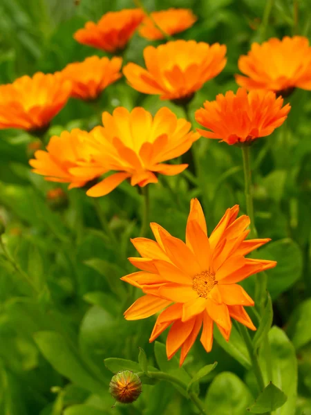 stock image Calendula