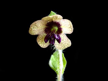 siyah henbane