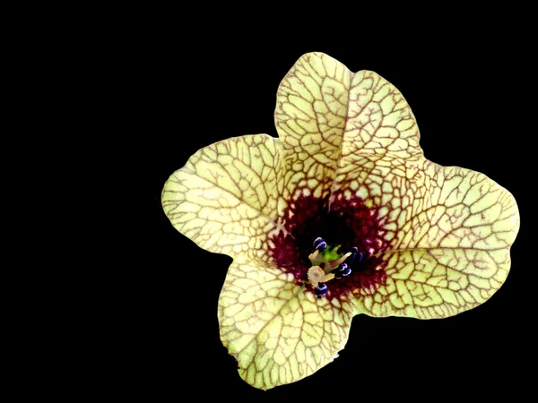 stock image Black henbane