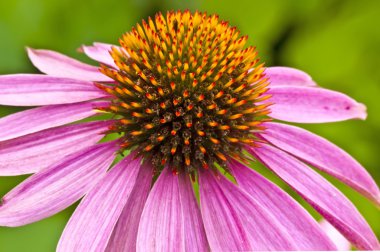 Coneflower