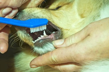 Brushing a dogs teeth clipart