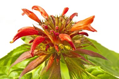 Bergamot, Monarda didyma clipart