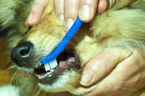 Brushing a dogs teeth — Stock Photo, Image