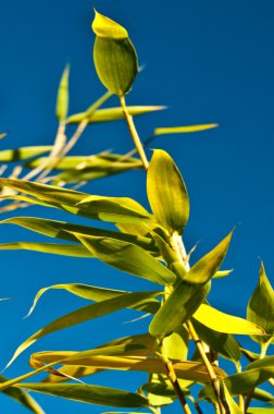 Bambu zekâ mavi gökyüzü