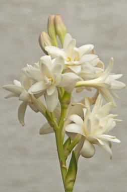 Tuberose clipart