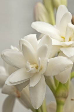 Tuberose