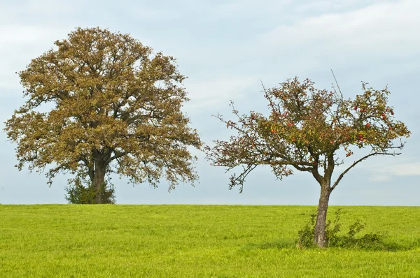 Oak and apple tree — Stock Photo, Image