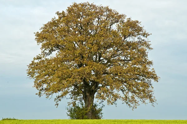 stock image Oak