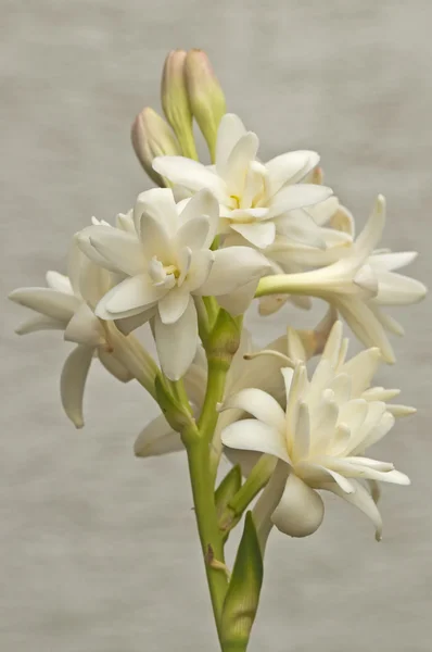 Tuberose — Φωτογραφία Αρχείου