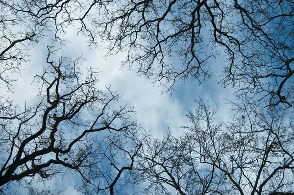 Árboles en el cielo — Foto de Stock
