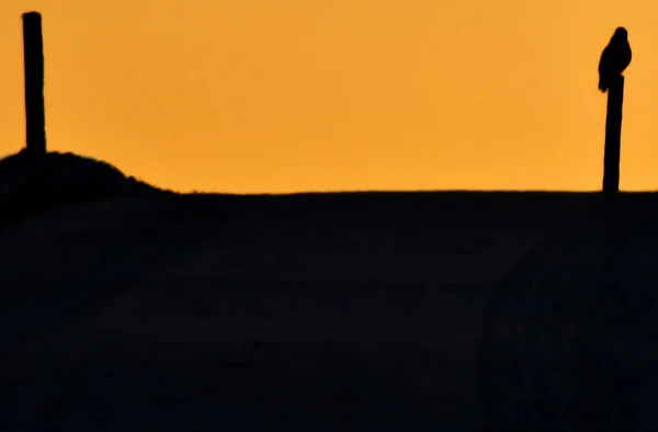 Sonnenaufgang mit einem Bussard — Stockfoto