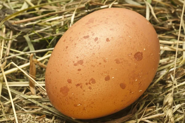 Яйцо Гнезде — стоковое фото