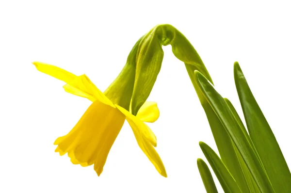 Daffodil Blooming — Stock Photo, Image
