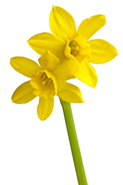 Florescimento Daffodil — Fotografia de Stock