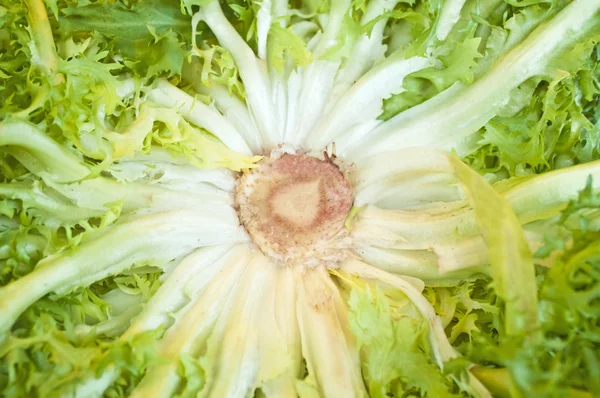 菊苣沙拉 — 图库照片