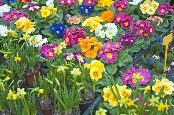 stock image Primroses with a lot of colored flowers