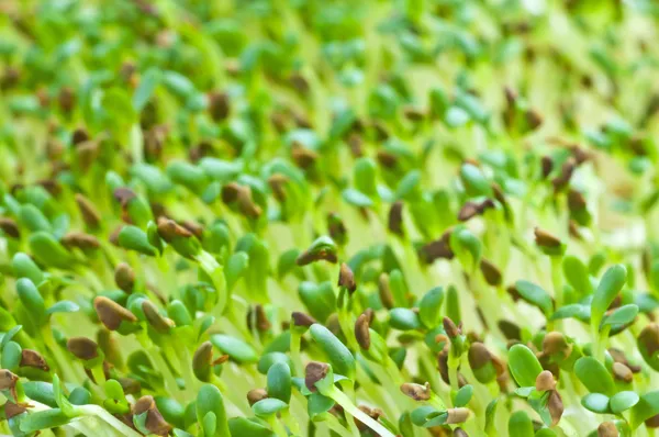 Alfalfa-spruiten — Stockfoto