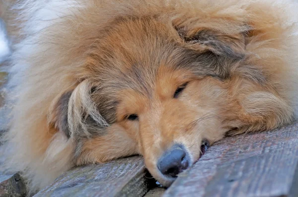 Britischer Collie Hund — Stockfoto