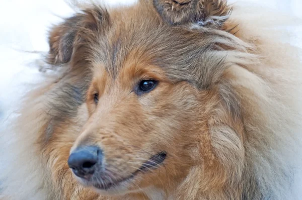 Британская колли-собака — стоковое фото