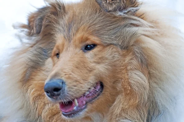 Cão Collie britânico — Fotografia de Stock