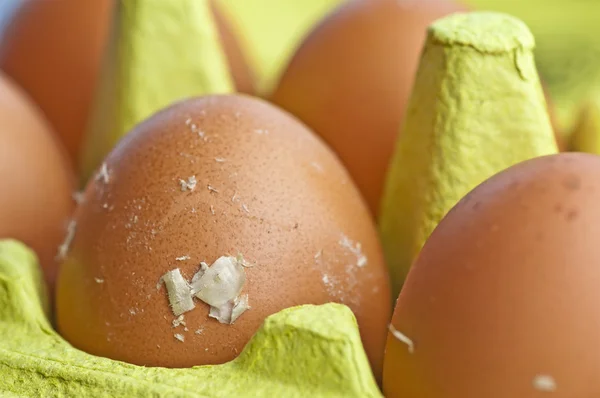 Fresh chicken Egg — Stock Photo, Image