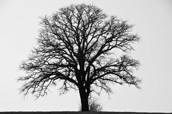 Δέντρο χειμώνα — Φωτογραφία Αρχείου