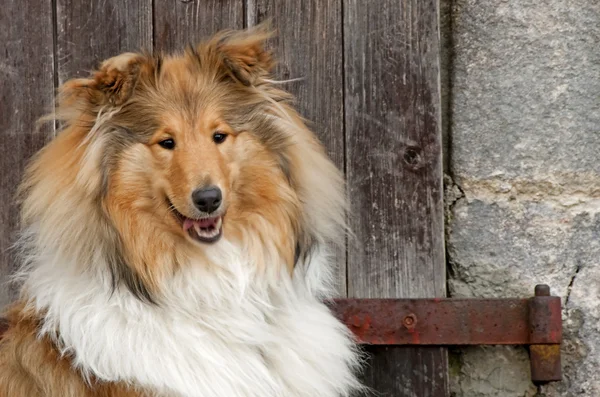 Collie totale engl — Foto Stock