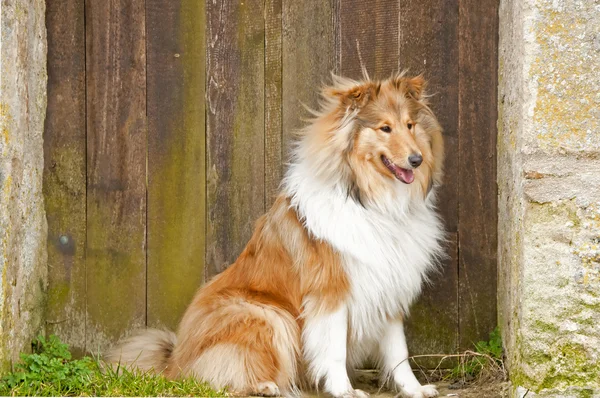 Collie total engl — Stock Photo, Image